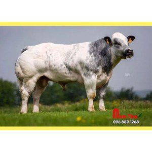 Tinh bò thịt BBB - GALANT D HONTOIR